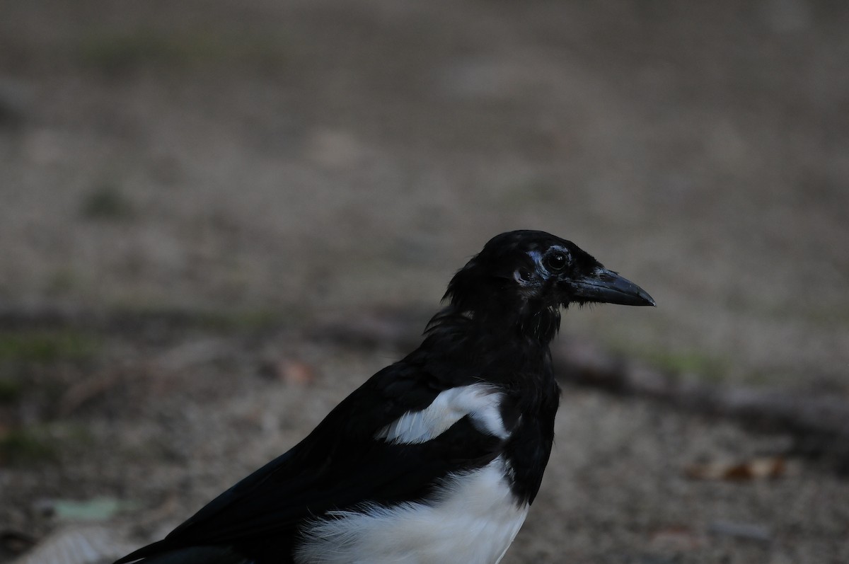 Oriental Magpie - ML640909741