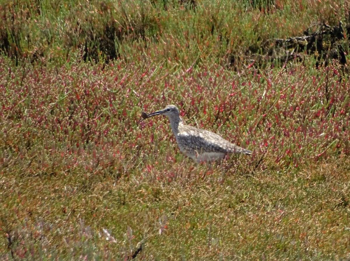 Whimbrel - ML640909745
