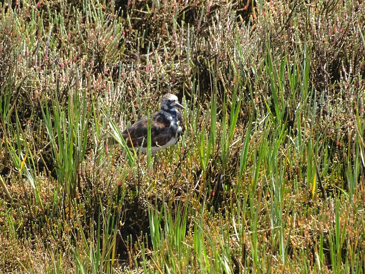 Ruddy Turnstone - ML640909767