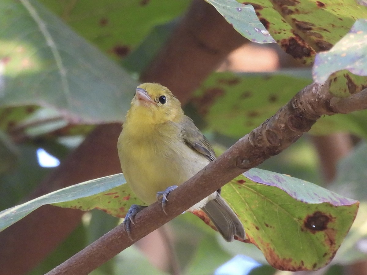 Orange-headed Tanager - ML640909779