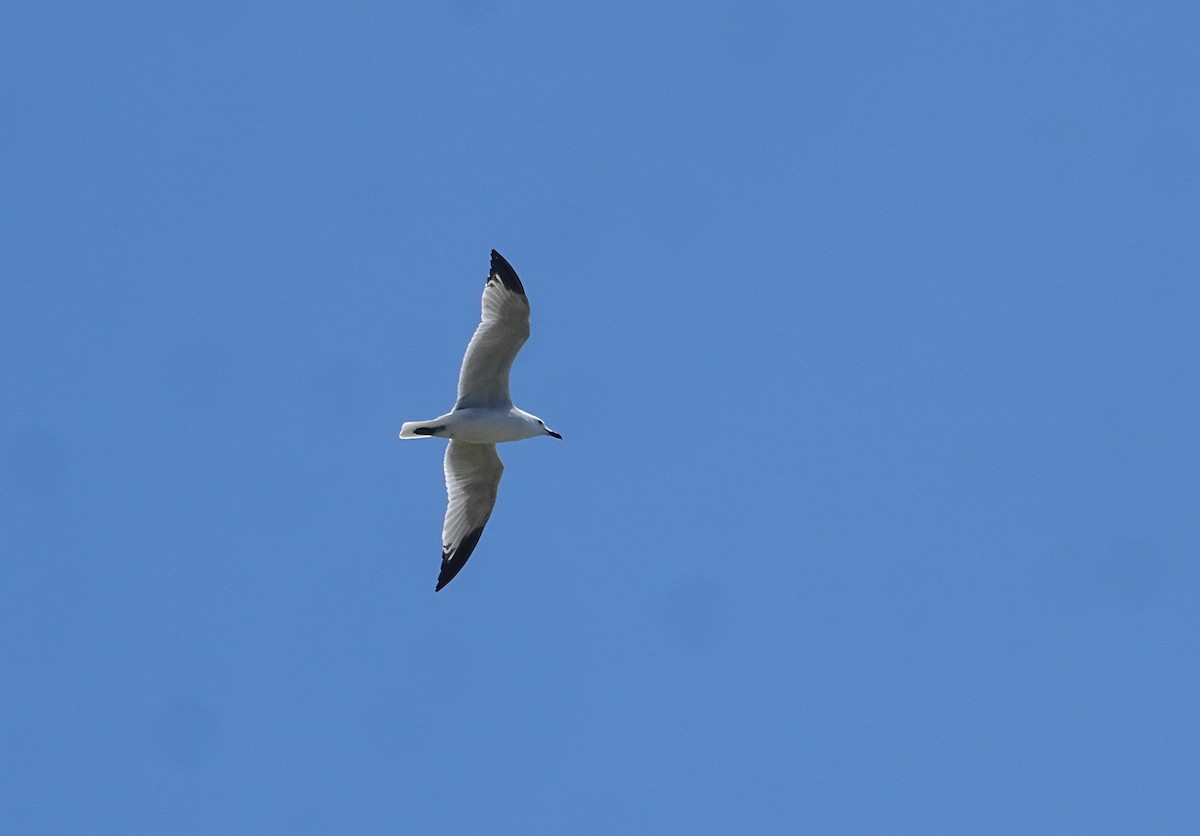 Audouin's Gull - ML640909798