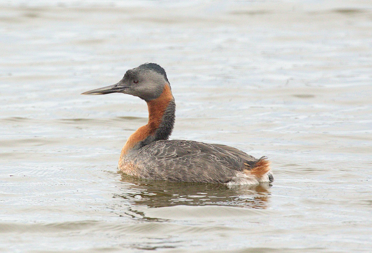 Great Grebe - ML640909846