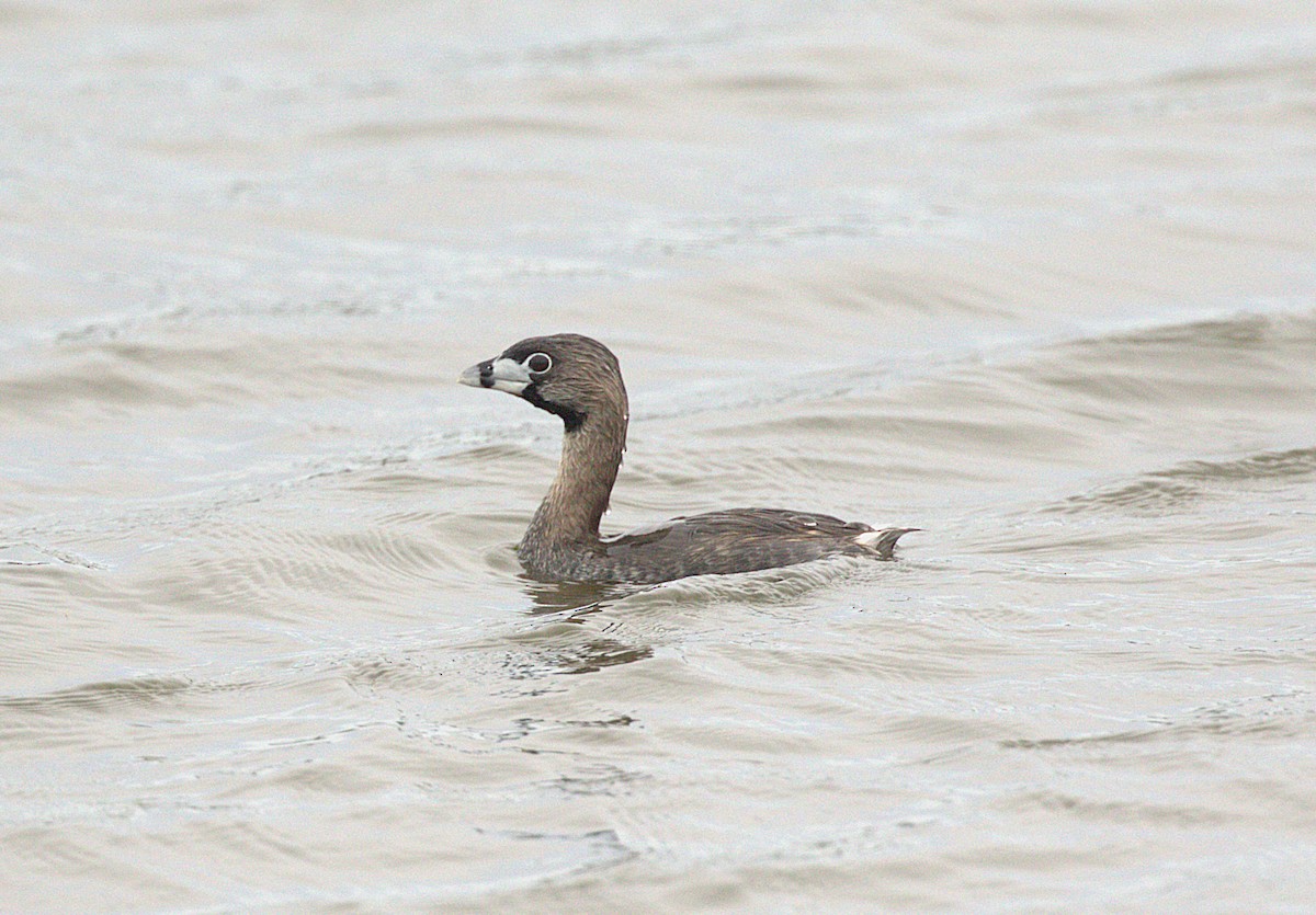 Pied-billed Grebe - ML640909859