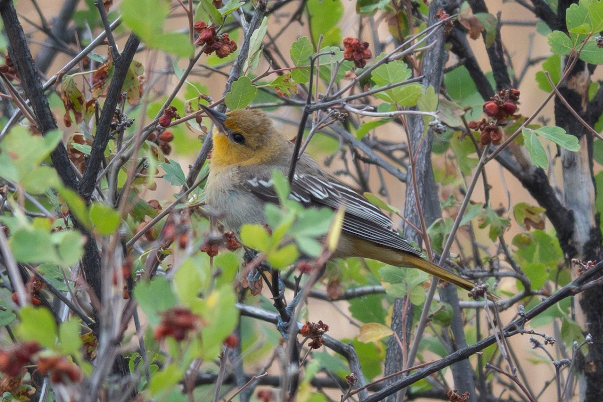 Bullock's Oriole - ML640909873