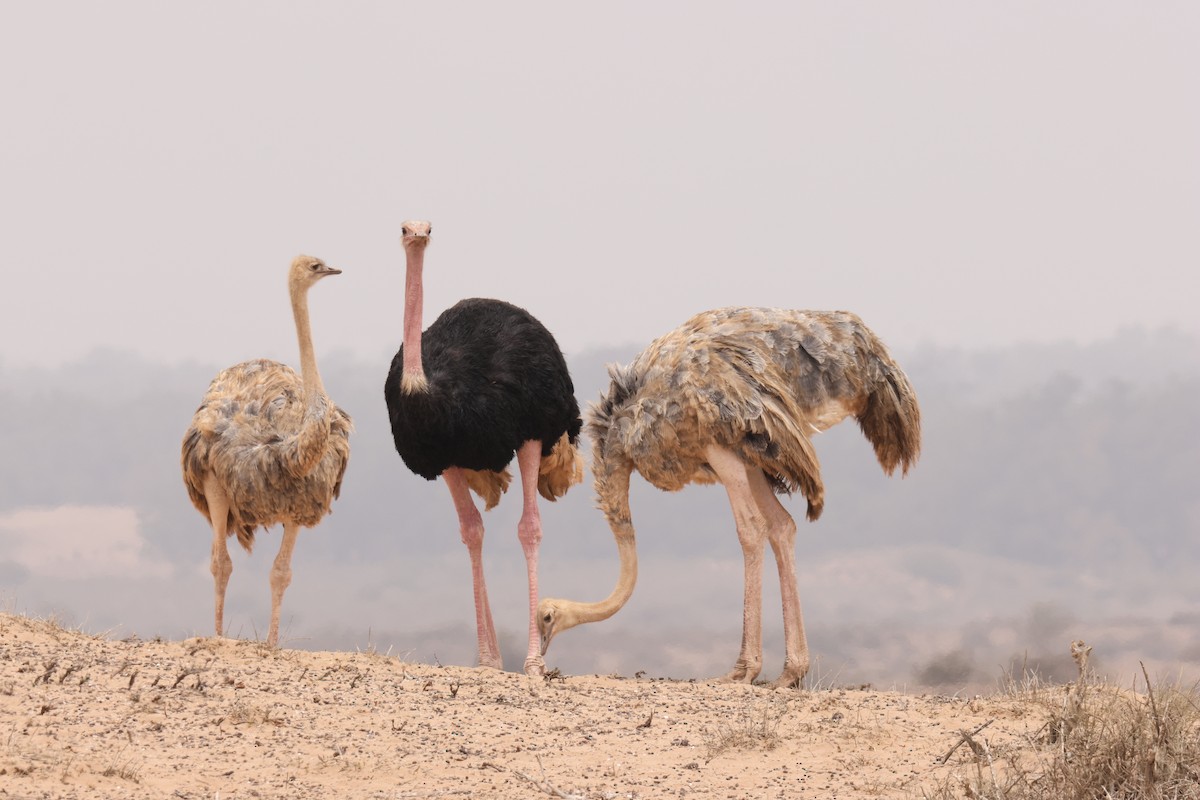 Common Ostrich - ML640909879