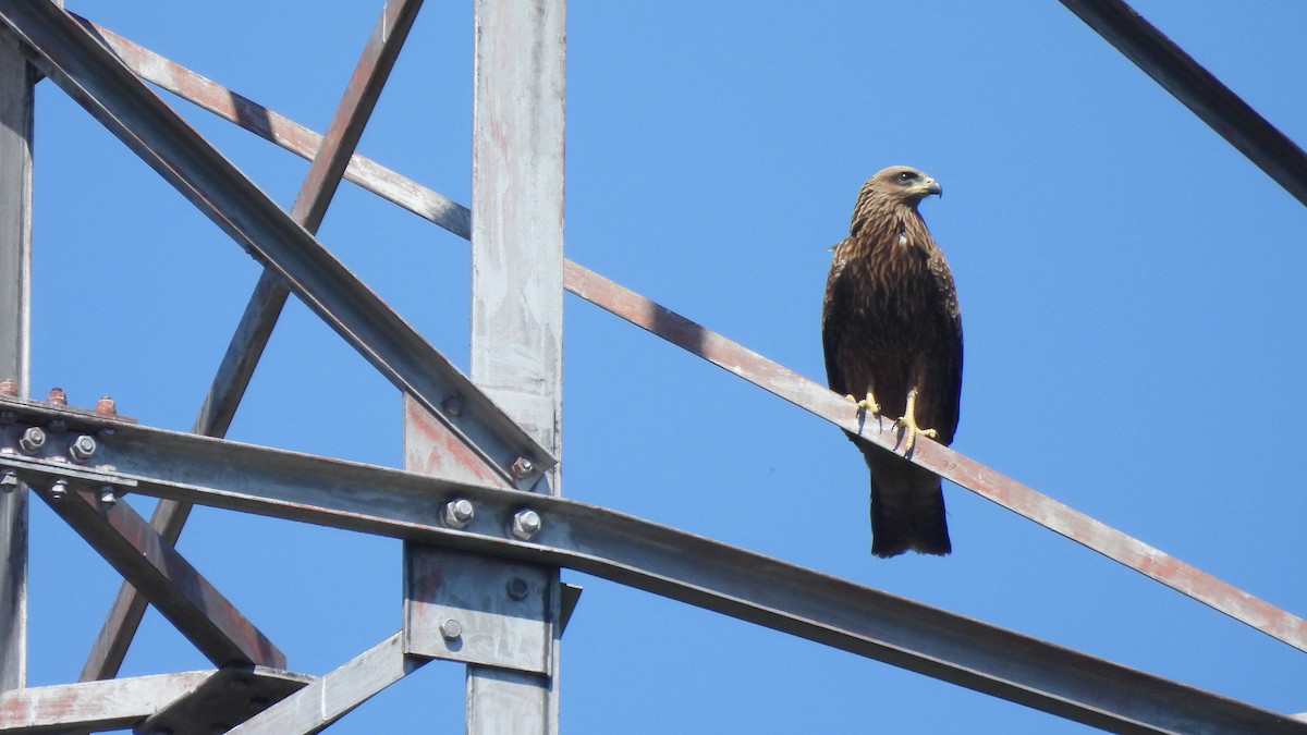 黑鳶(migrans群) - ML640909888