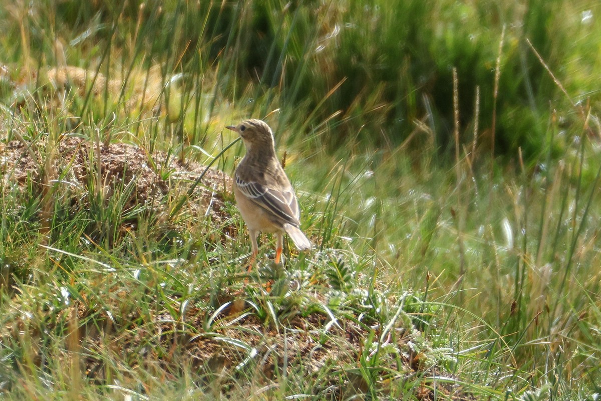 Blyth's Pipit - ML640909896