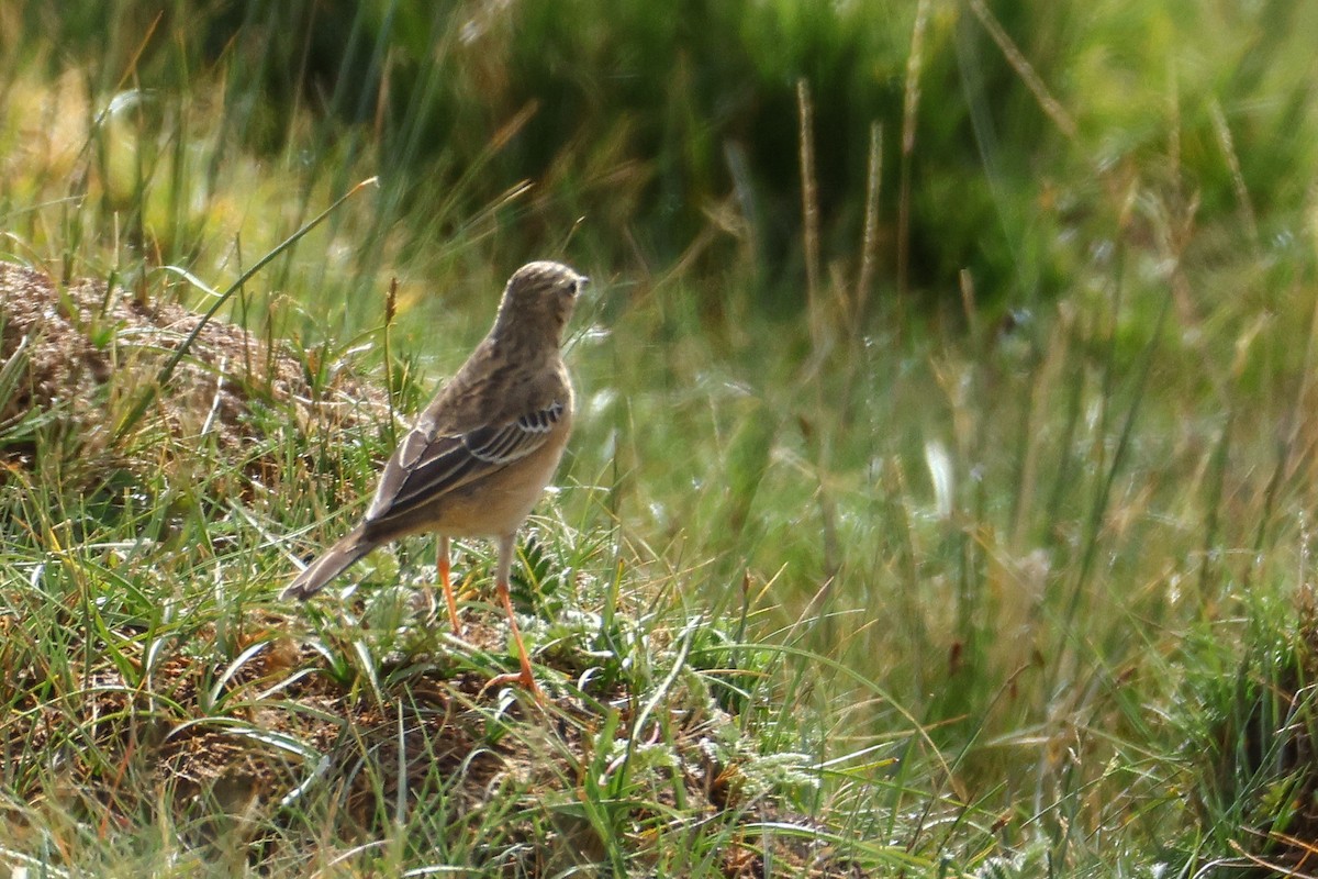 Blyth's Pipit - ML640909897