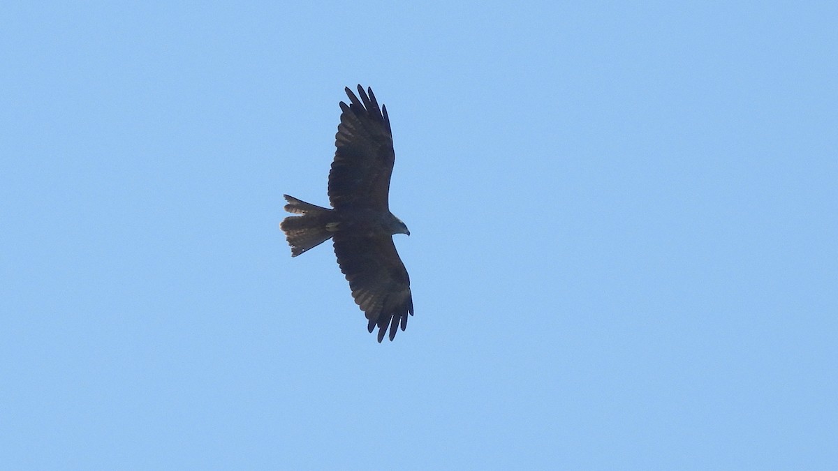 黑鳶(migrans群) - ML640909900