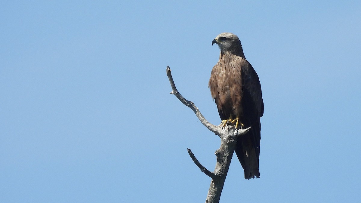 黑鳶(migrans群) - ML640909903