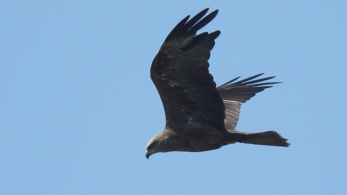 黑鳶(migrans群) - ML640909905