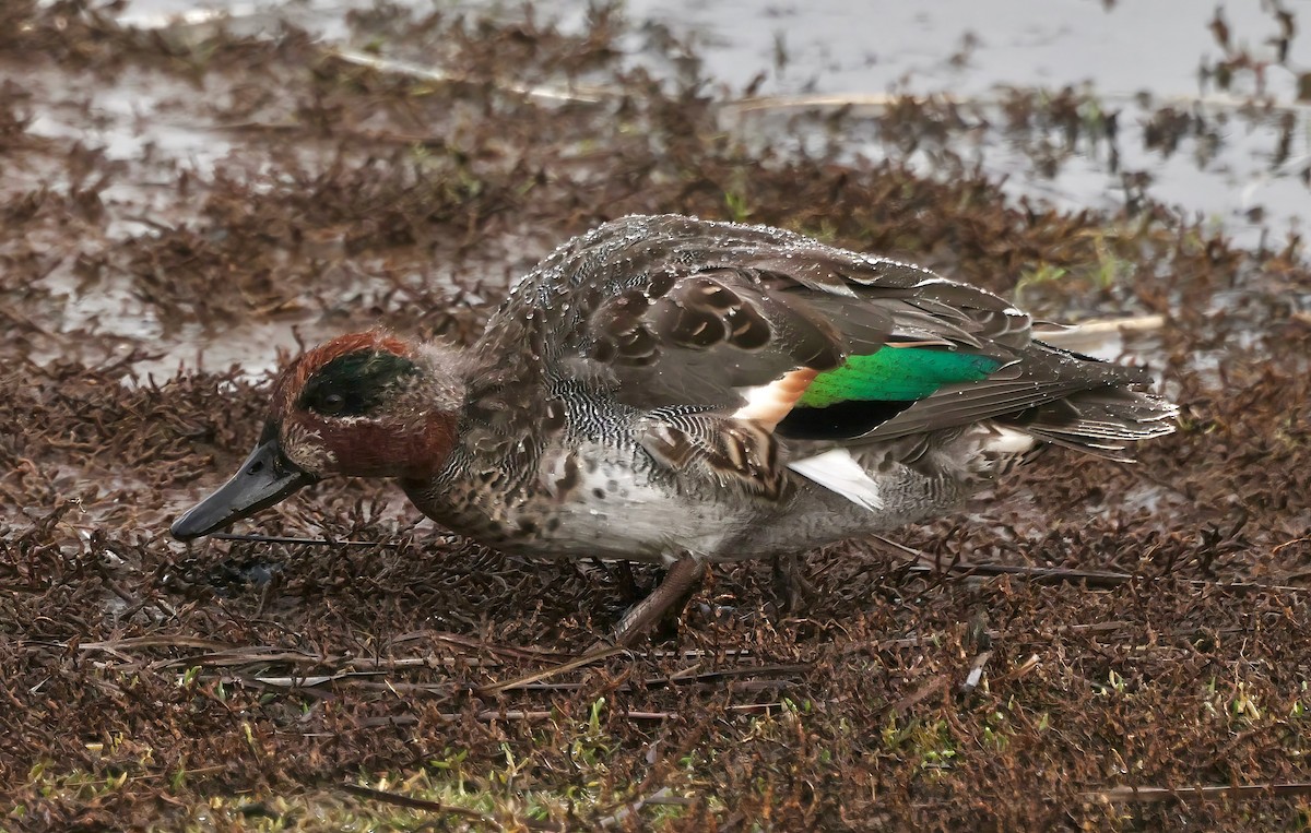 čírka obecná (ssp. crecca) - ML640909923