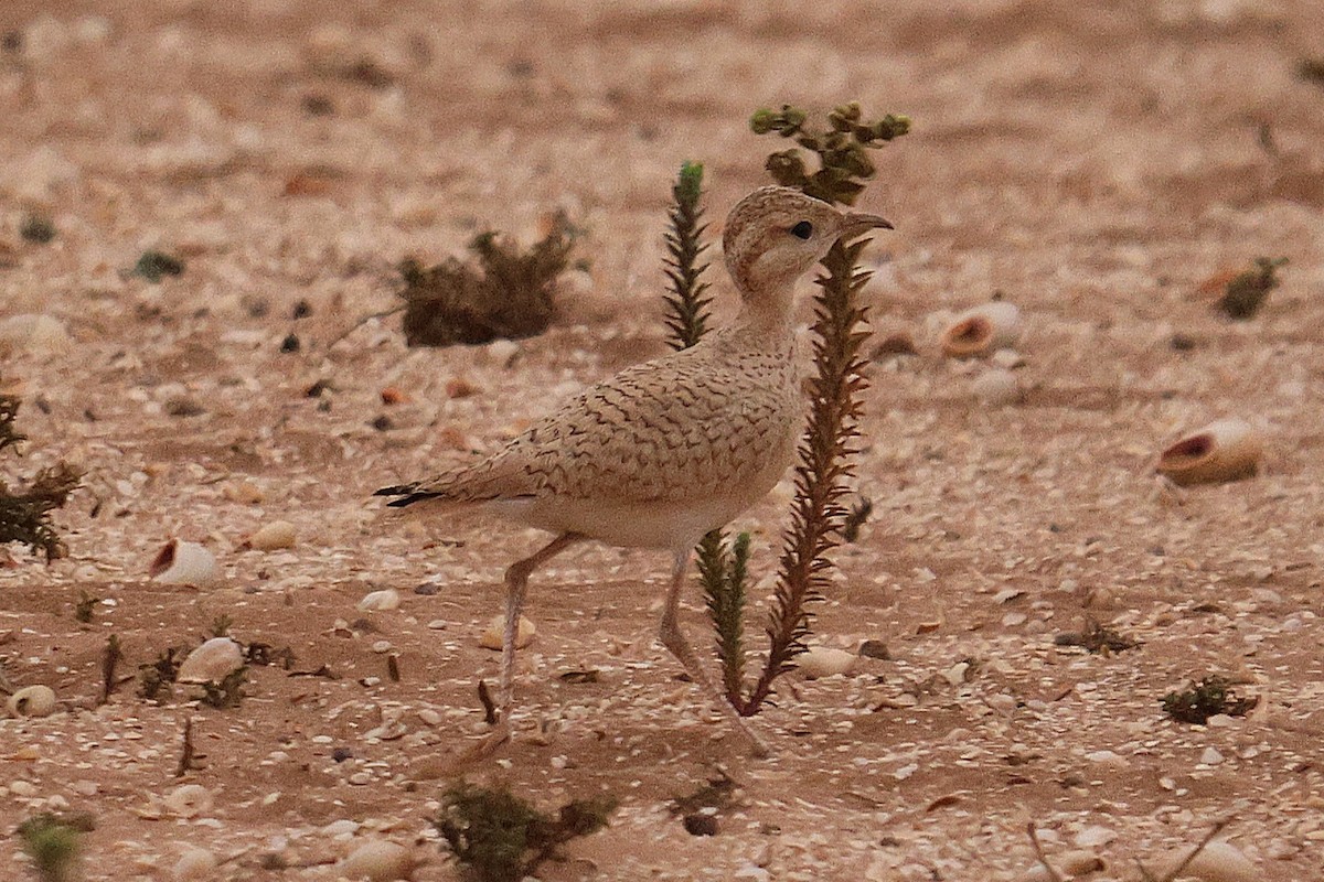 Cream-colored Courser - ML640909931