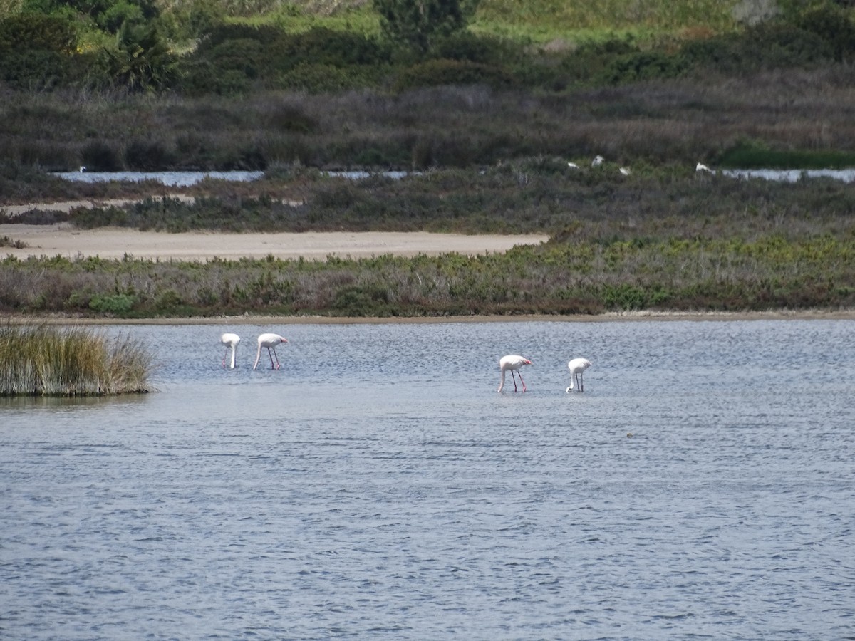 Greater Flamingo - ML640909952