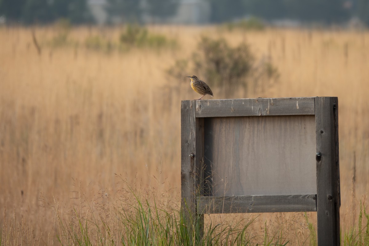 Western Meadowlark - ML640909963