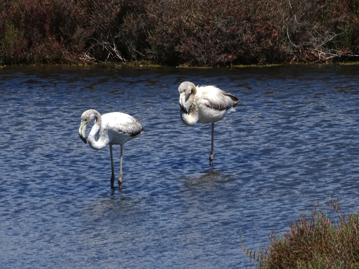 Greater Flamingo - ML640909967