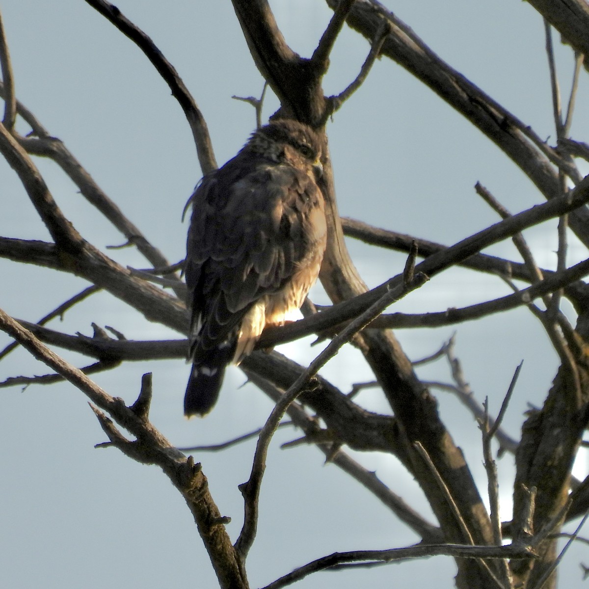 dřemlík tundrový - ML640910010