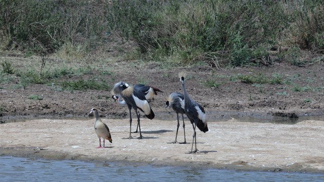 Gray Crowned-Crane - ML640910023