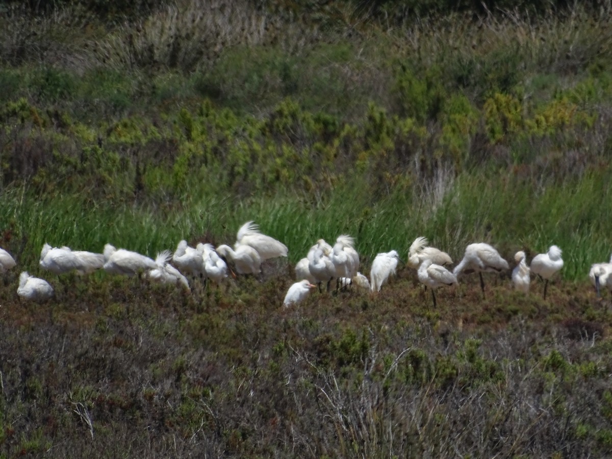 Eurasian Spoonbill - ML640910049