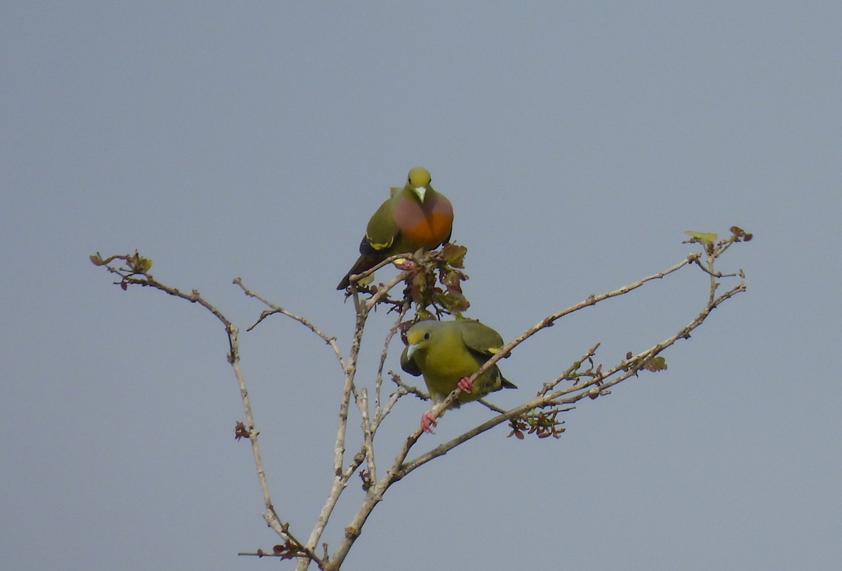 Orange-breasted Green-Pigeon - ML640910056