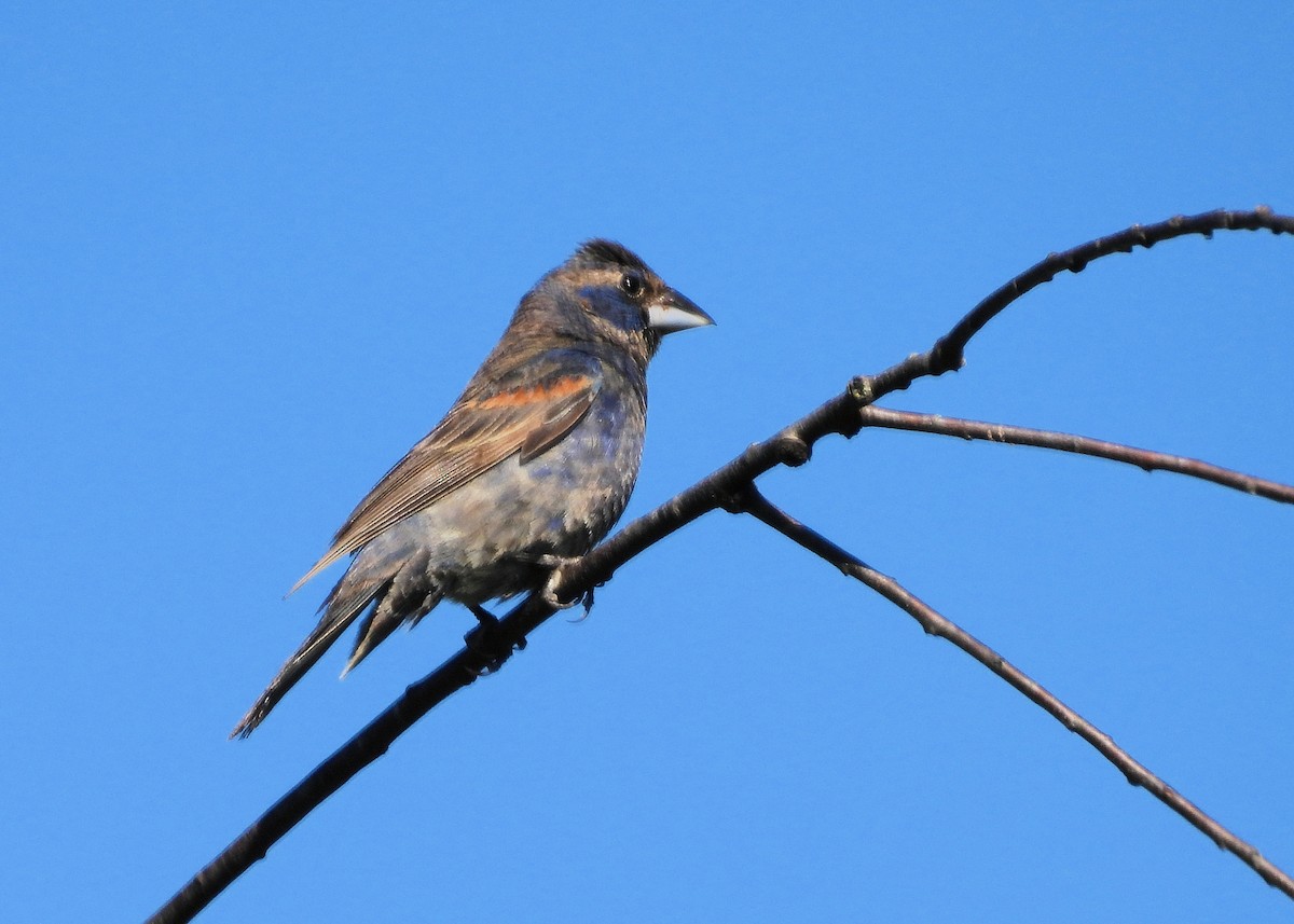 ルリイカル - ML640910130