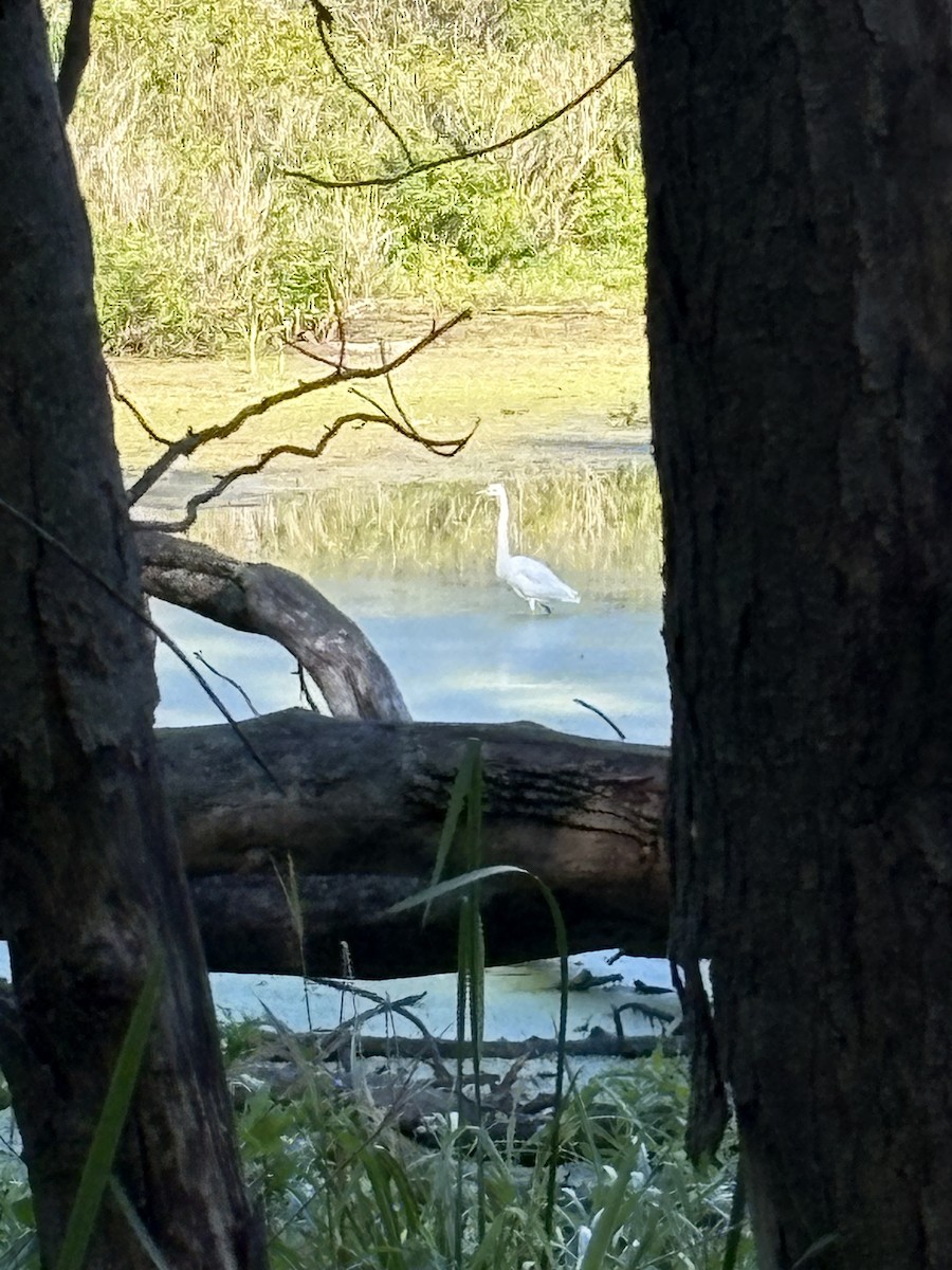 Great Egret - ML640910153