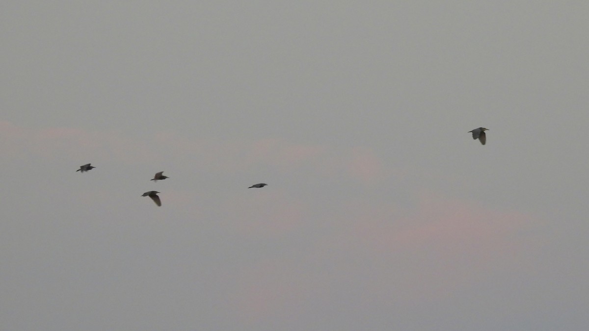 kvakoš noční - ML640910183