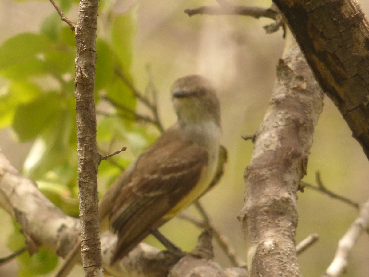 Venezuelan Flycatcher - ML640910190