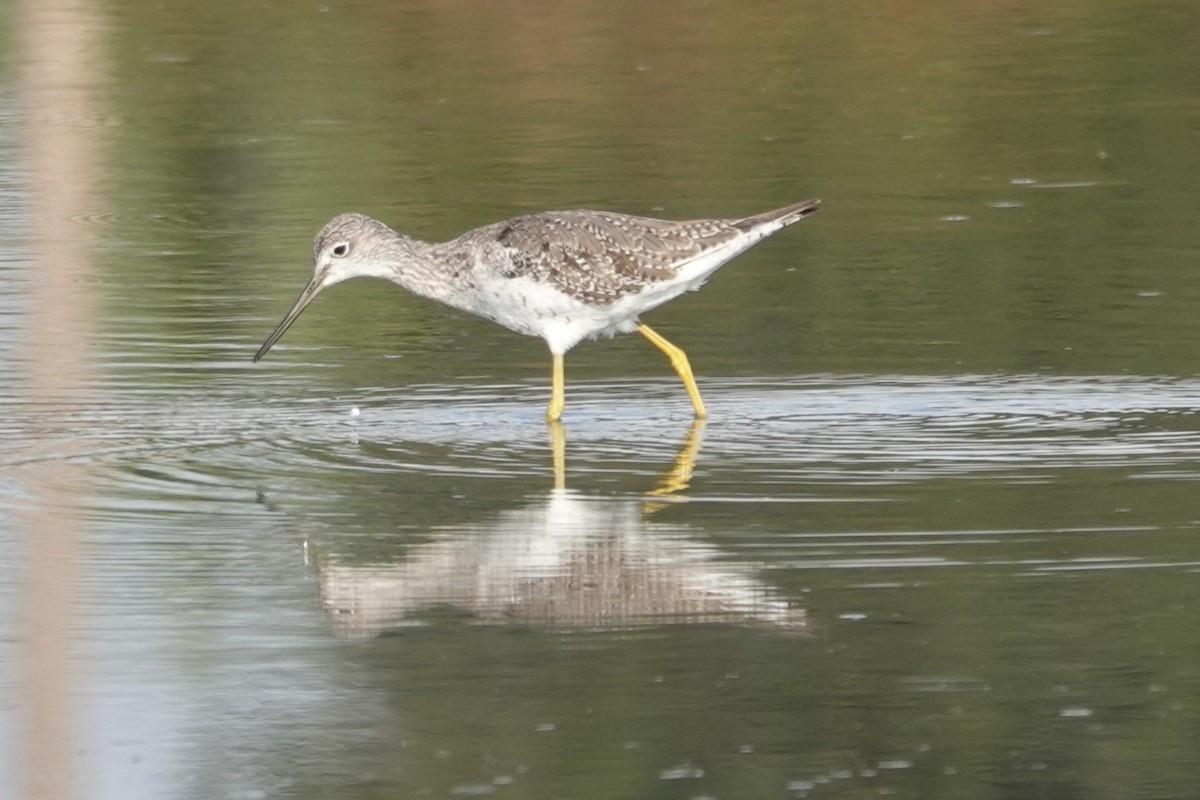 Lesser Yellowlegs - ML640910194