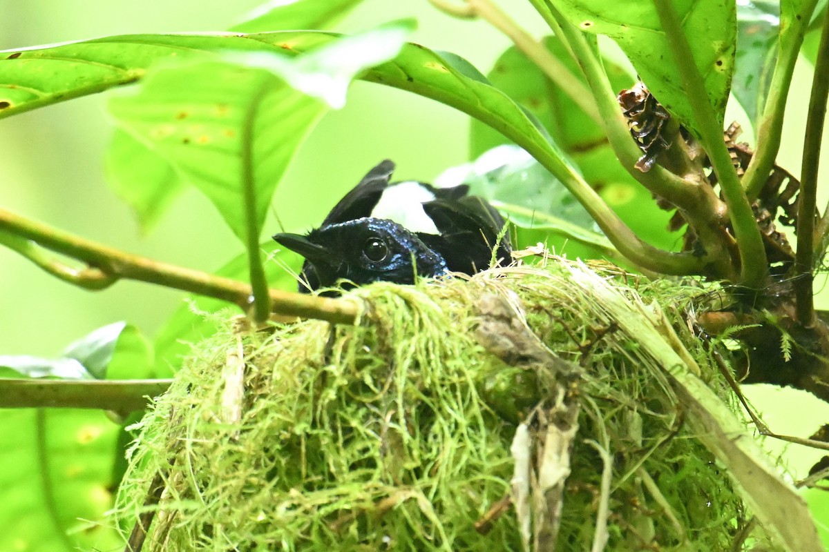 Taveuni Silktail - ML640910250