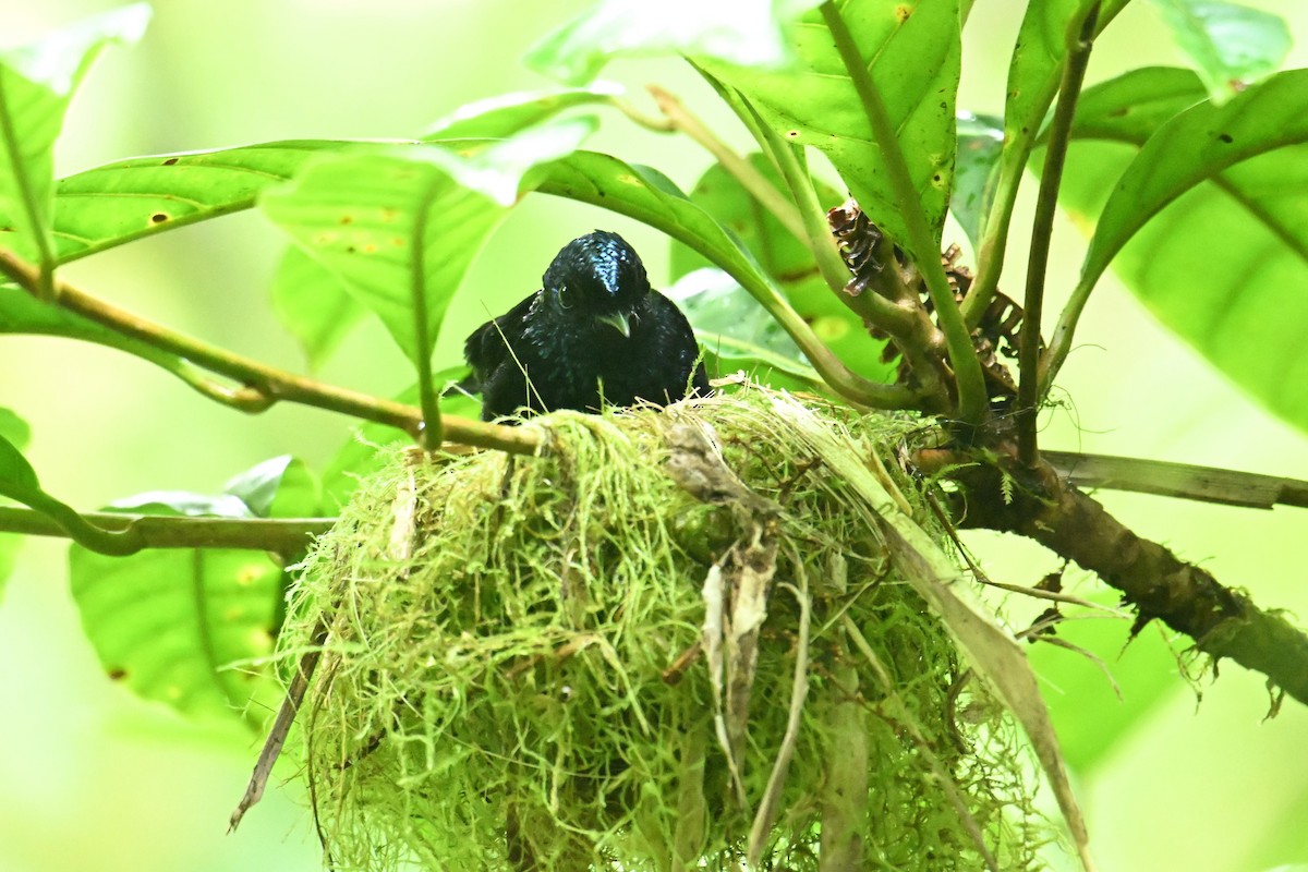 Taveuni Silktail - ML640910253