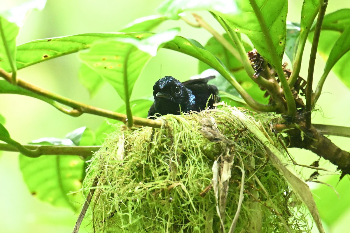 Taveuni Silktail - ML640910254