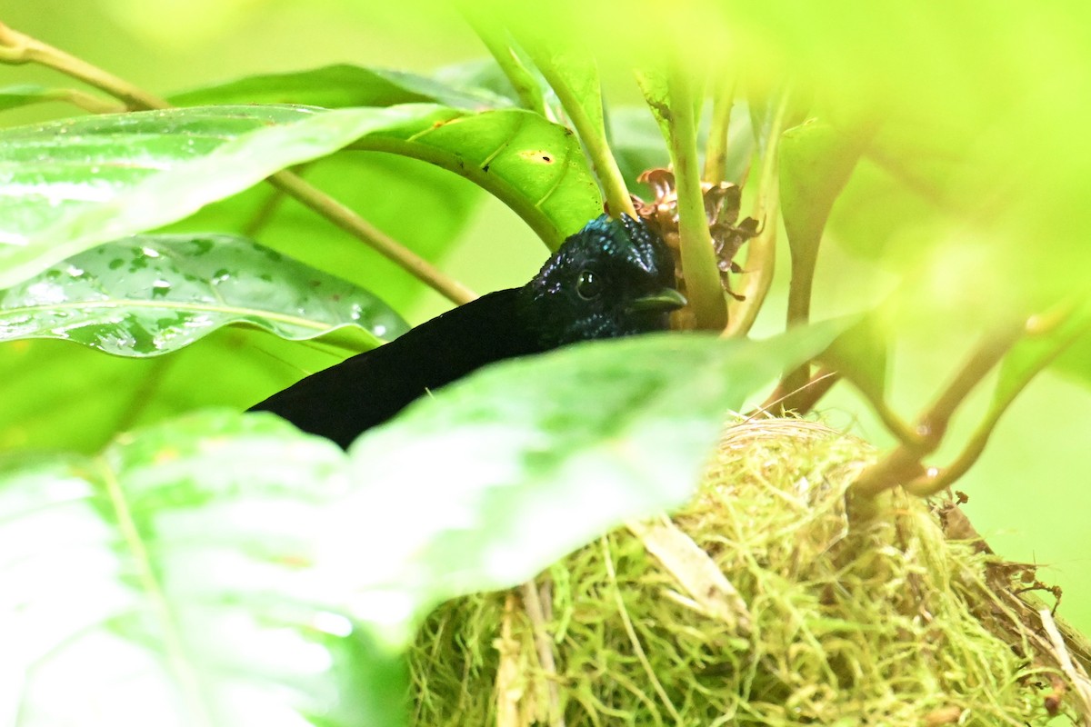 Taveuni Silktail - ML640910255
