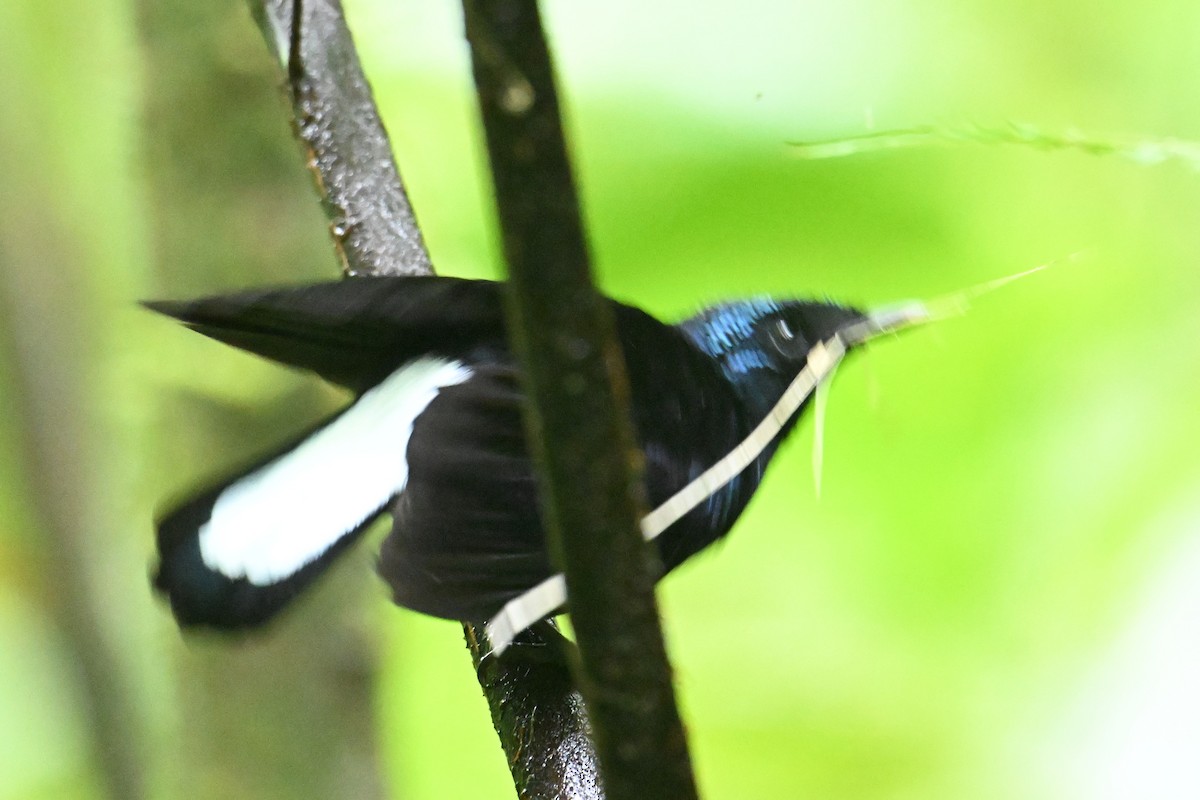 Taveuni Silktail - ML640910256