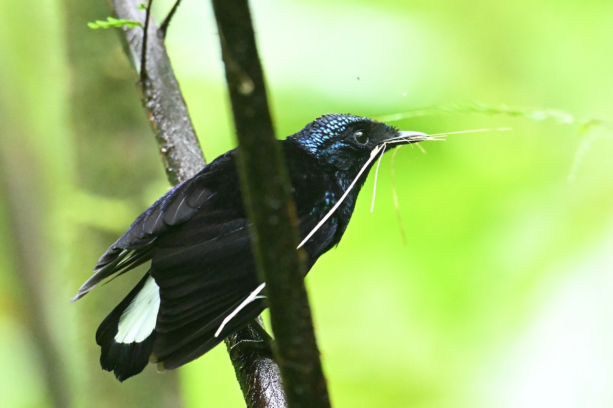 Taveuni Silktail - ML640910257
