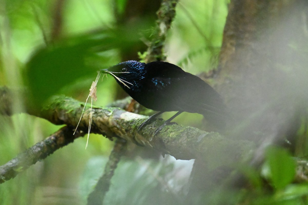 Taveuni Silktail - ML640910258
