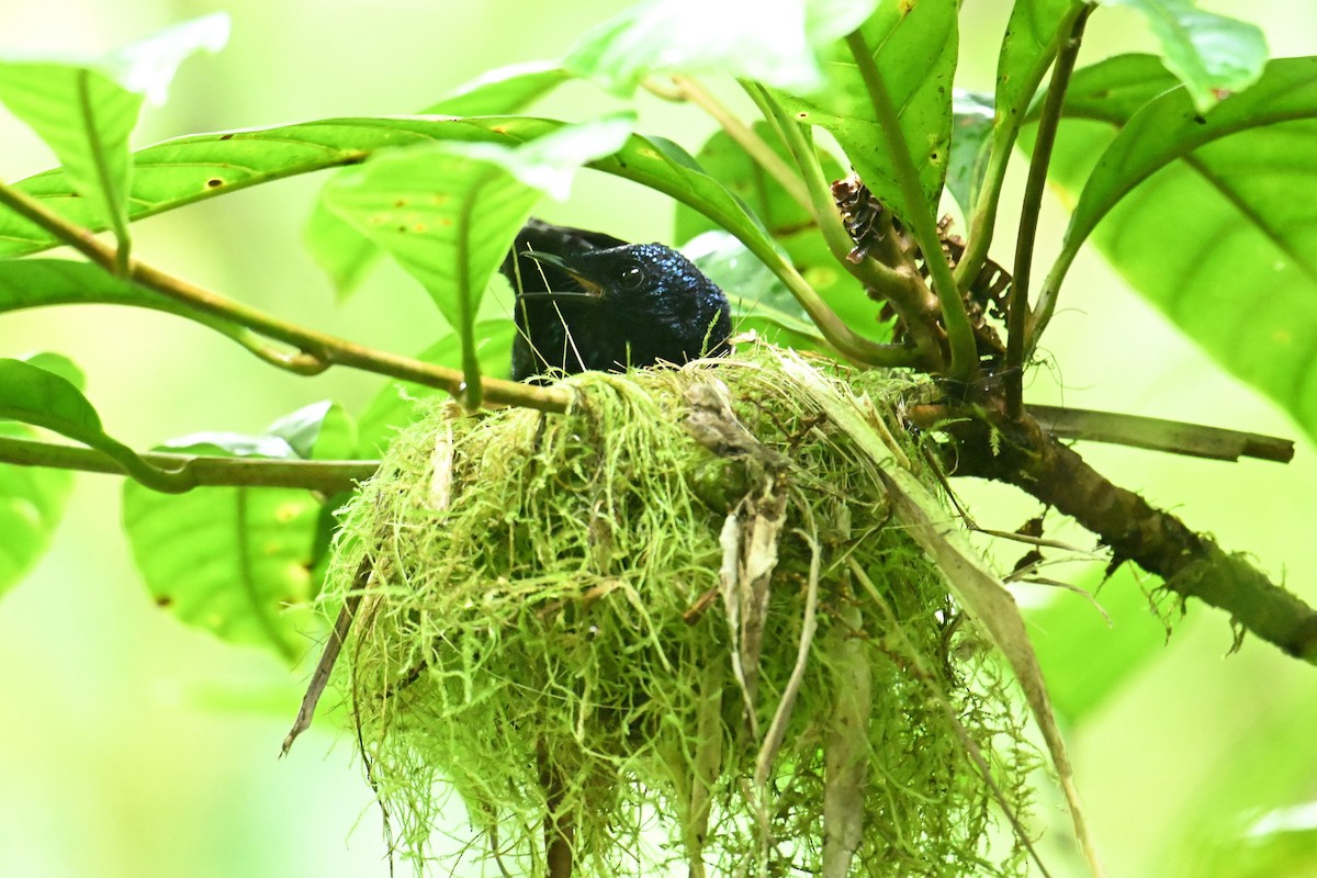 Taveuni Silktail - ML640910259