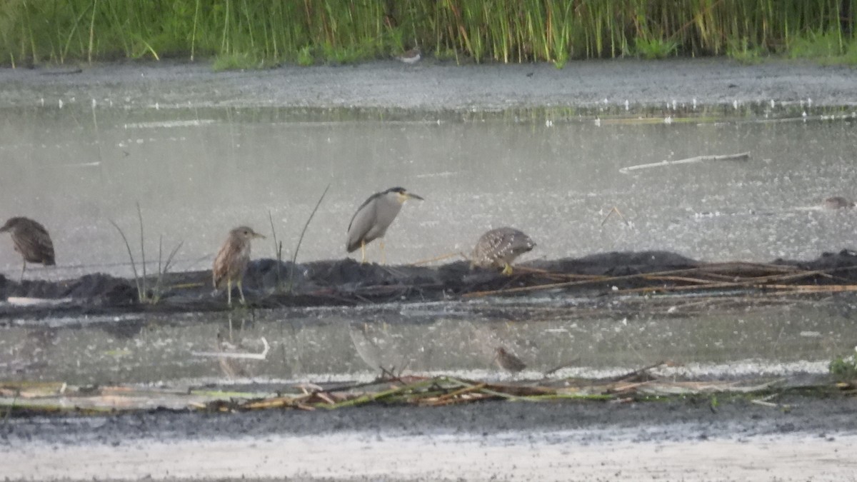 kvakoš noční - ML640910303