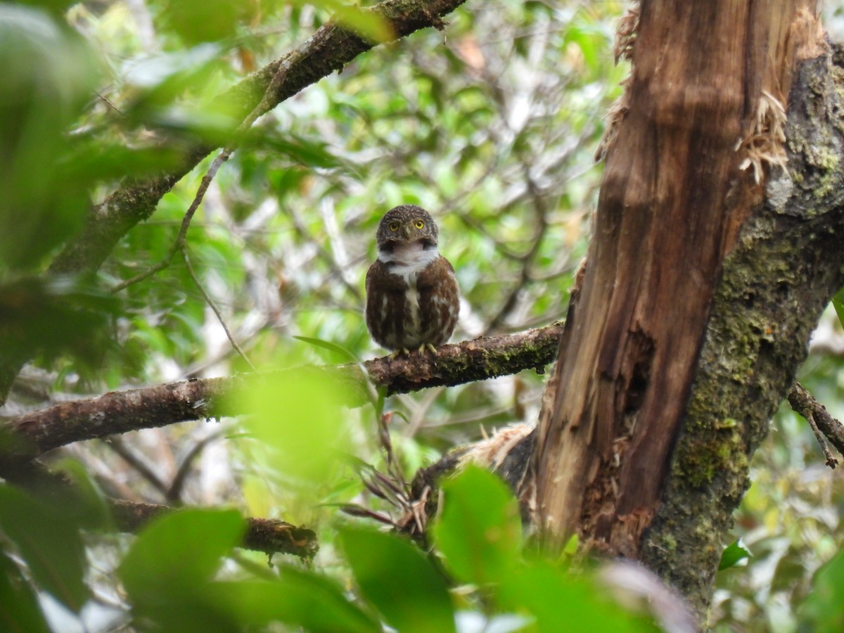 Sunda Owlet - ML640910363