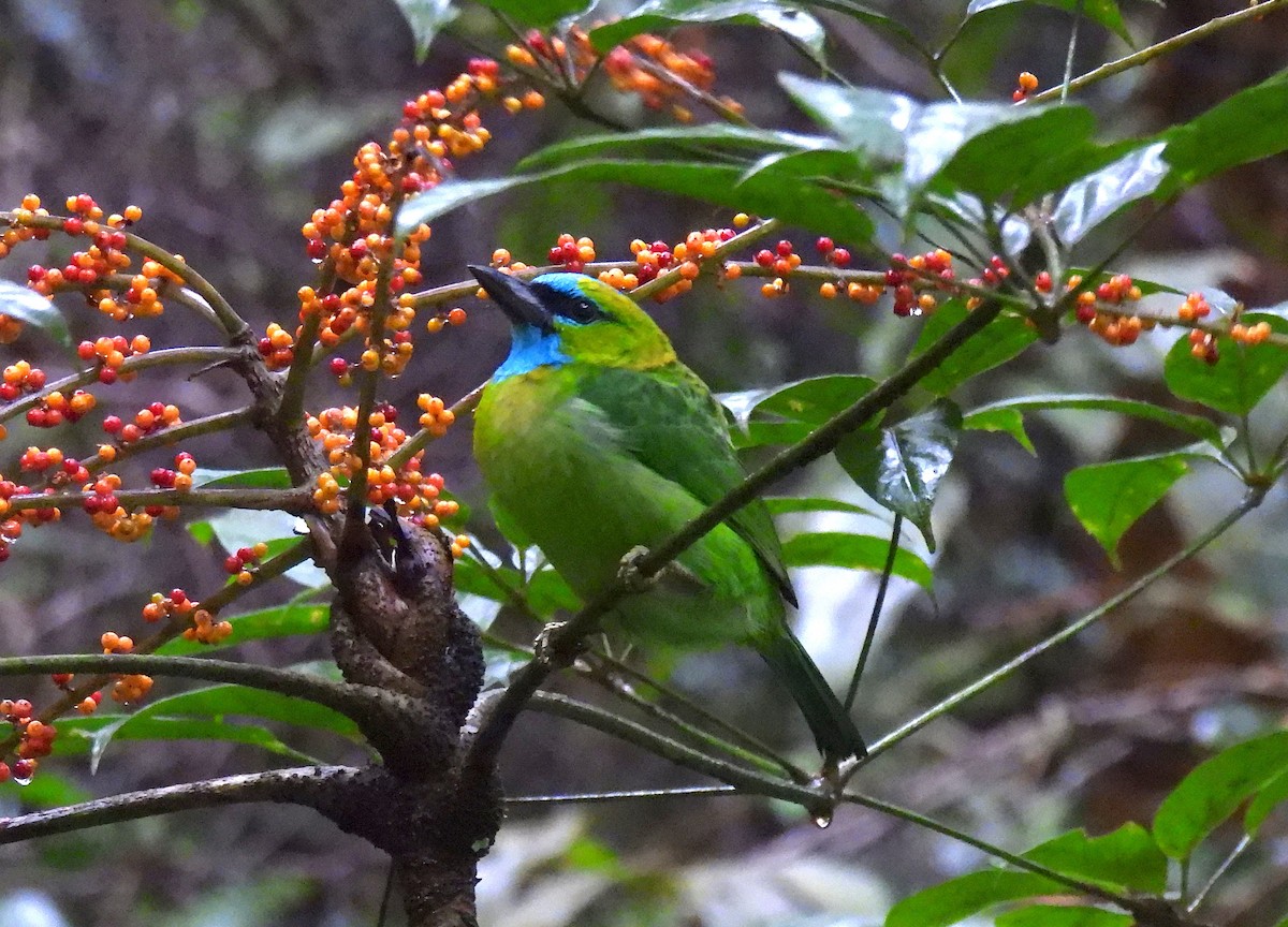 Golden-naped Barbet - ML640910418