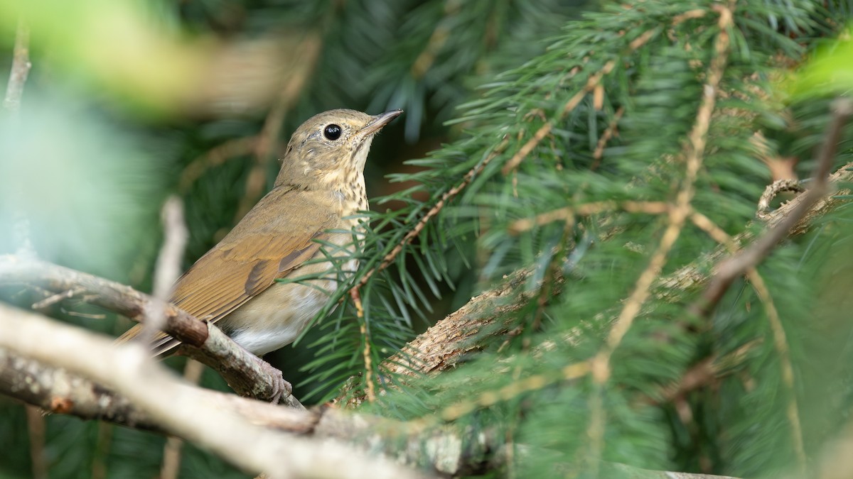 Swainson's Thrush (Russet-backed) - ML640910471