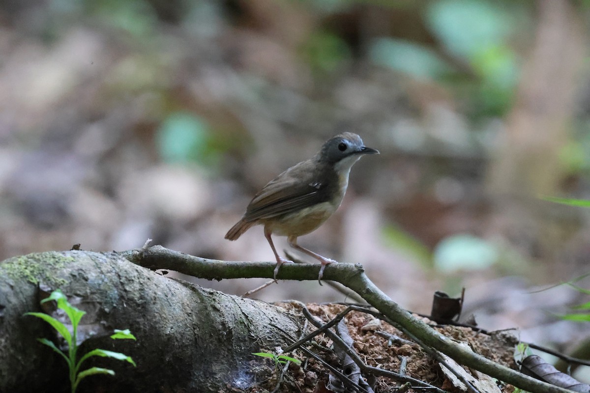 Short-tailed Babbler - ML640910503