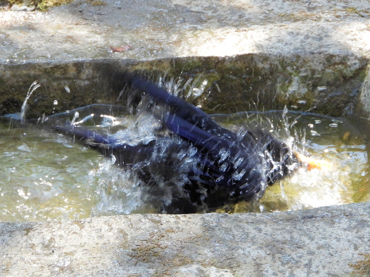 Blue Whistling-Thrush - ML640910569