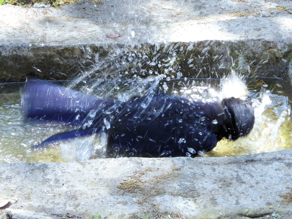 Blue Whistling-Thrush - ML640910570