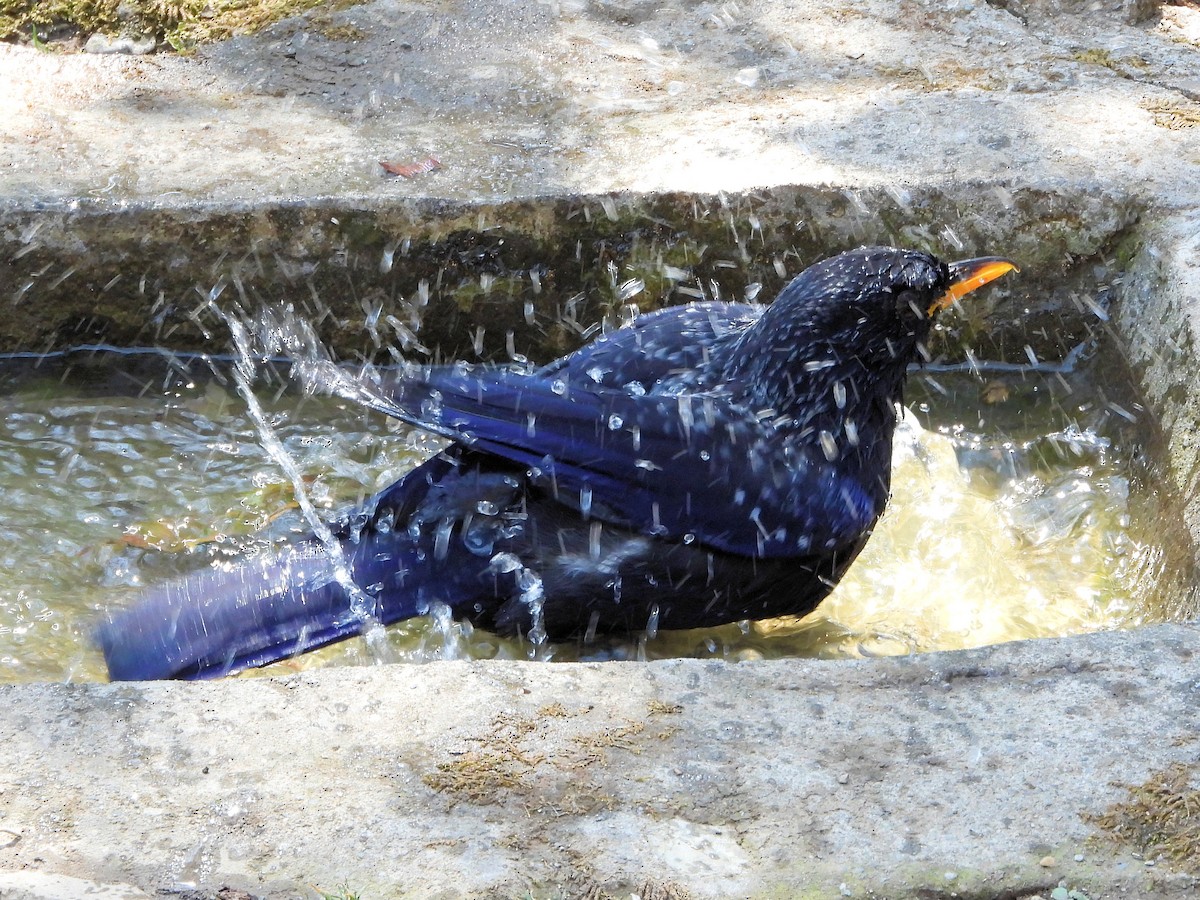 Blue Whistling-Thrush - ML640910571