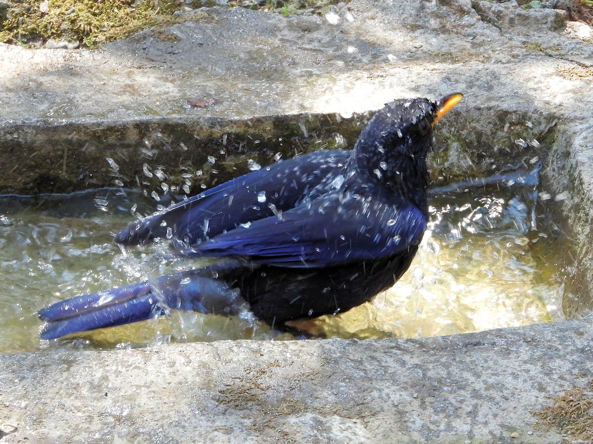 Blue Whistling-Thrush - ML640910572