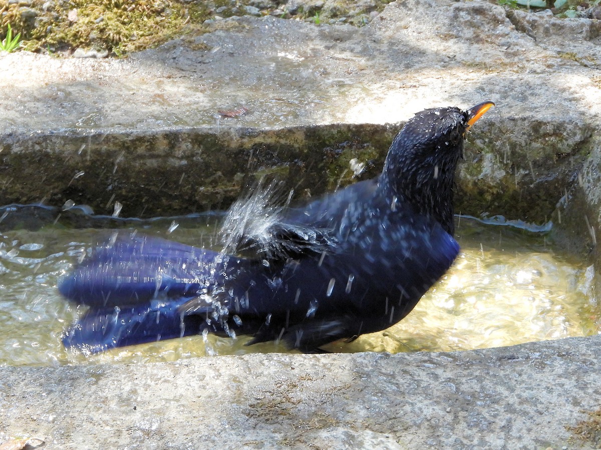 Blue Whistling-Thrush - ML640910573