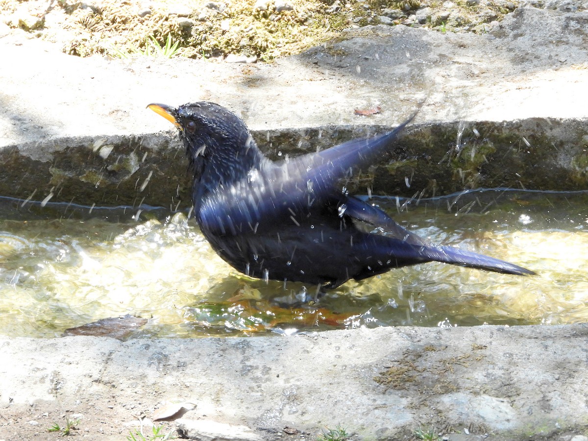 Blue Whistling-Thrush - ML640910574