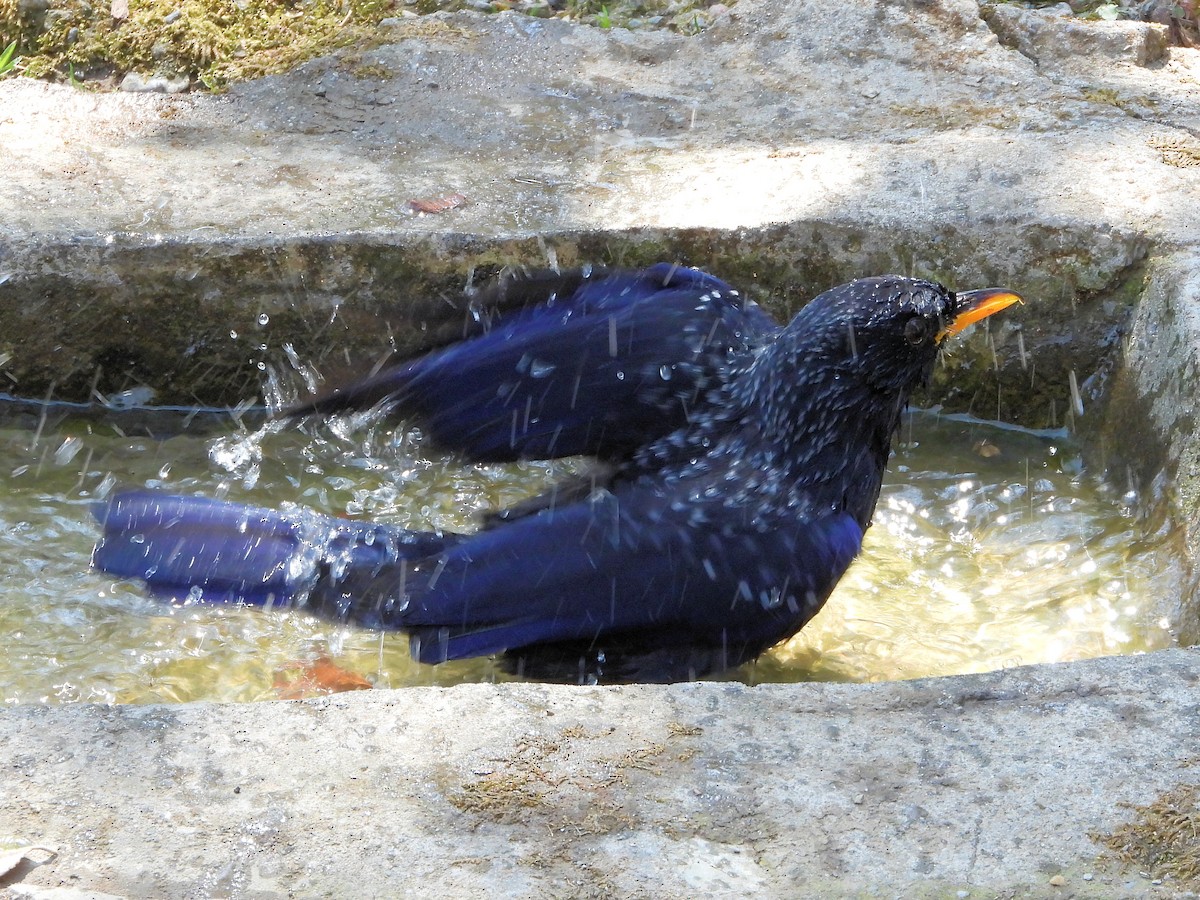 Blue Whistling-Thrush - ML640910575