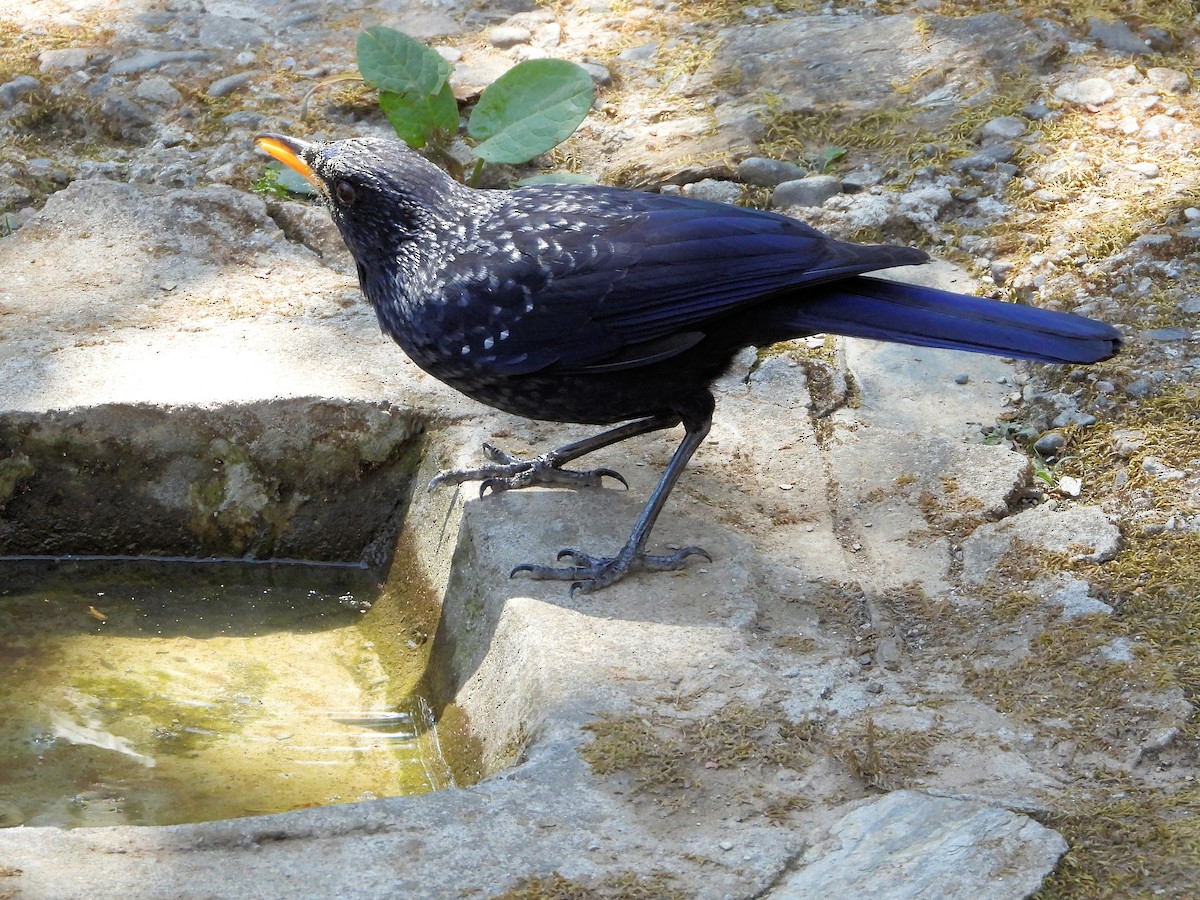 Blue Whistling-Thrush - ML640910576